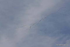 07-IMG_0115